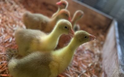 Die Gänse sind los